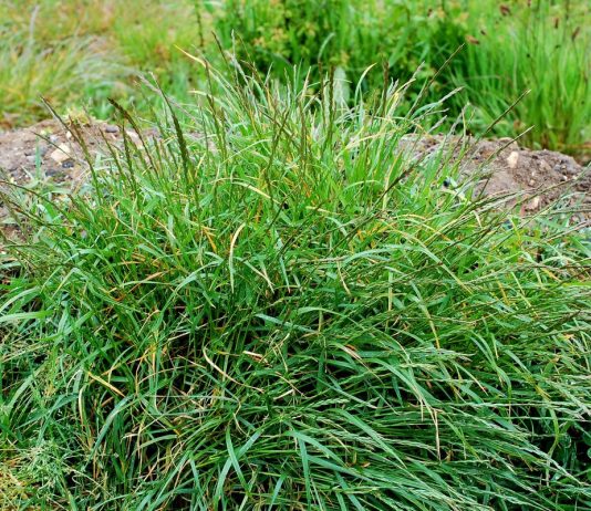 Пырей — не только злостный, но и очень полезный сорняк - Цветник и ландшафт Пырей — не только злостный, но и очень полезный сорняк