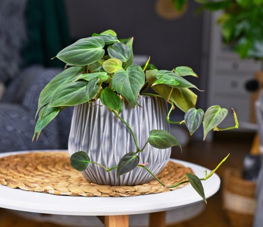 Самые ядовитые комнатные растения