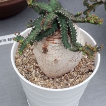 Молочай звездчатый (Euphorbia stellata) Молочай звездчатый (Euphorbia stellata)