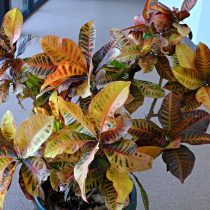 Кодиеум пестрый (Codiaeum variegatum) Кодиеум пестрый (Codiaeum variegatum)