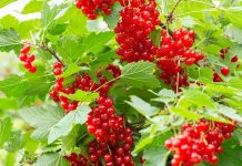 Уход за смородиной весной