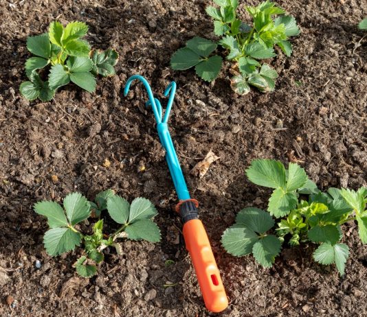 Весенний уход за клубникой по шагам