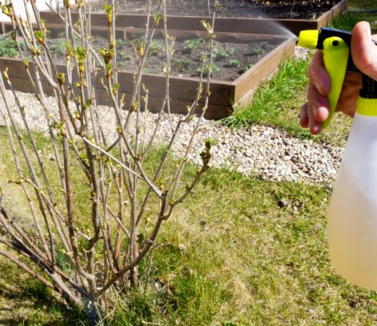 Весенний уход за ягодными кустарниками