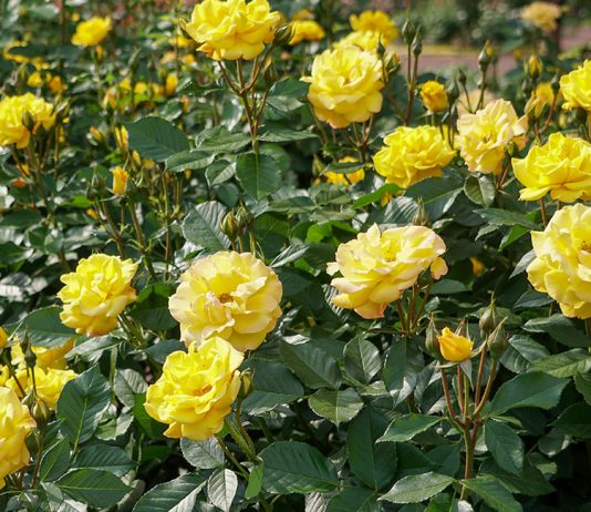 Чем подкормить розы весной?