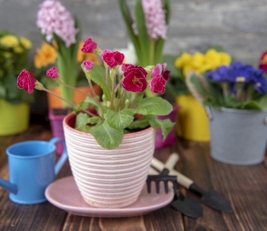 10 типичных проблем с цветением комнатных растений и их решения