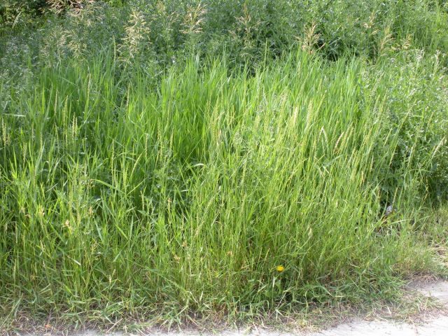 Пырей ползучий (Elymus repens)