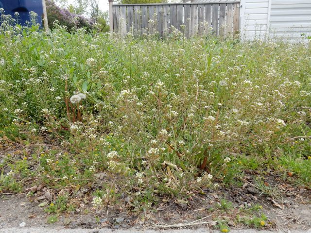 Пастушья сумка обыкновенная (Capsella bursa-pastoris)