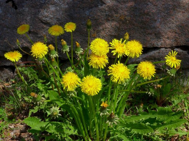 Одуванчик лекарственный (Taraxacum officinale)