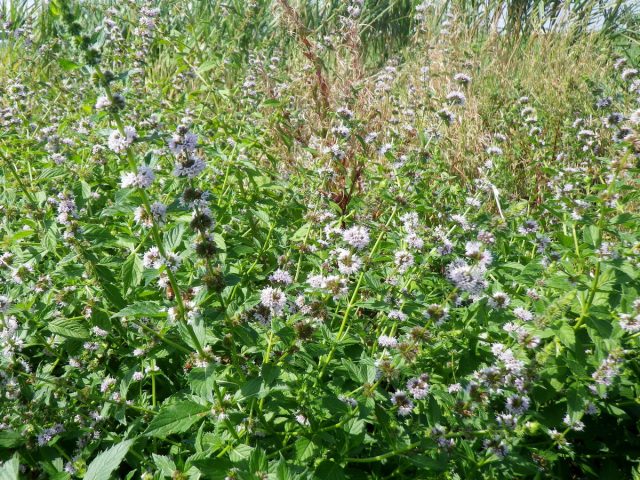 Мята полевая (Mentha arvensis) 