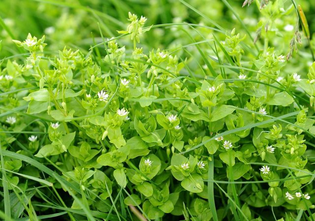 Мокрица, или Звездчатка средняя (Stellaria media) 