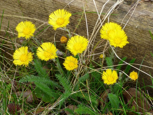 Мать-и-мачеха (Tussilago) 