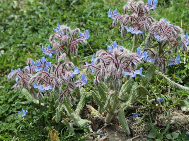 Бурачник (Borago)