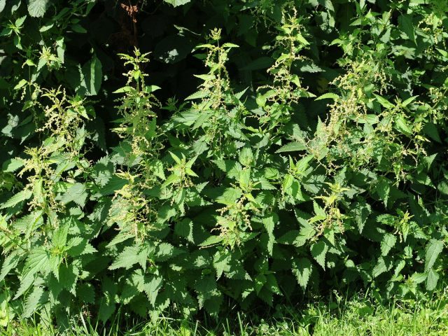 Крапива двудомная (Urtica dioica)