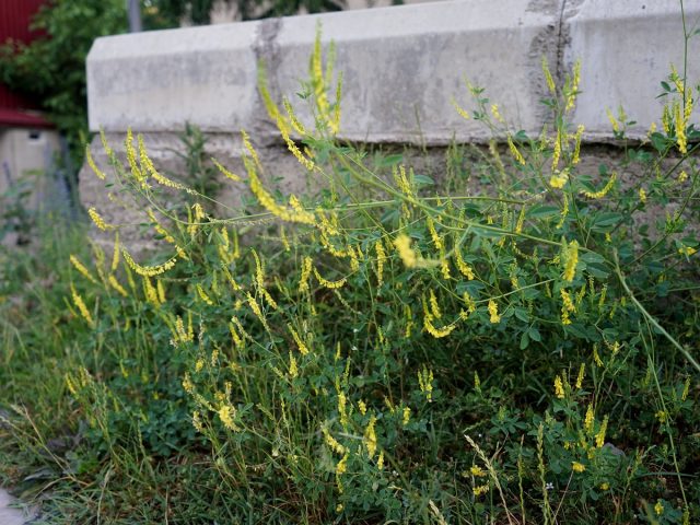 Донник лекарственный (Melilotus officinalis)