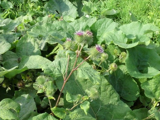 Лопух большой, или репейник (Arctium lappa)