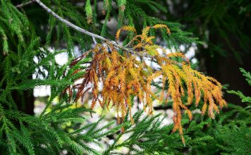 5 основных вредителей хвойных и меры борьбы с ними