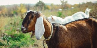 6 самых популярных восточных пород коз и особенности их содержания - Животные 6 самых популярных восточных пород коз и особенности их содержания