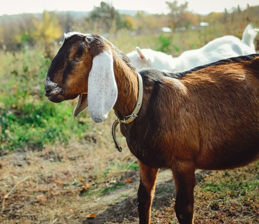 6 самых популярных восточных пород коз и особенности их содержания - Животные 6 самых популярных восточных пород коз и особенности их содержания