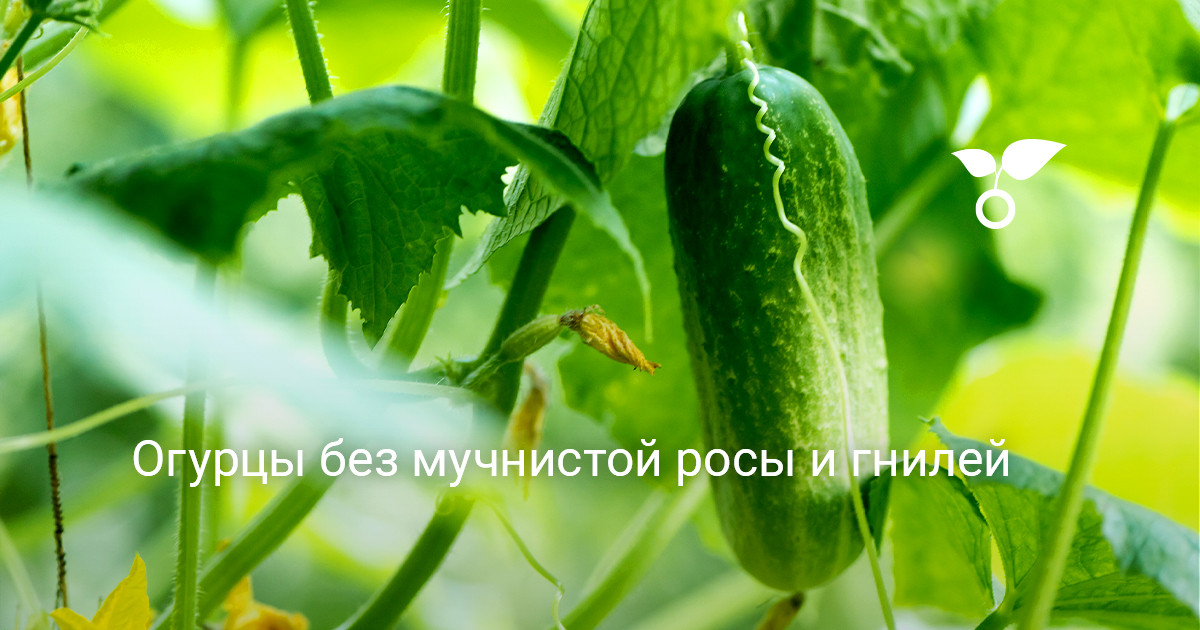 Огурцы без мучнистой росы и гнилей