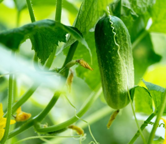 Огурцы без мучнистой росы и гнилей