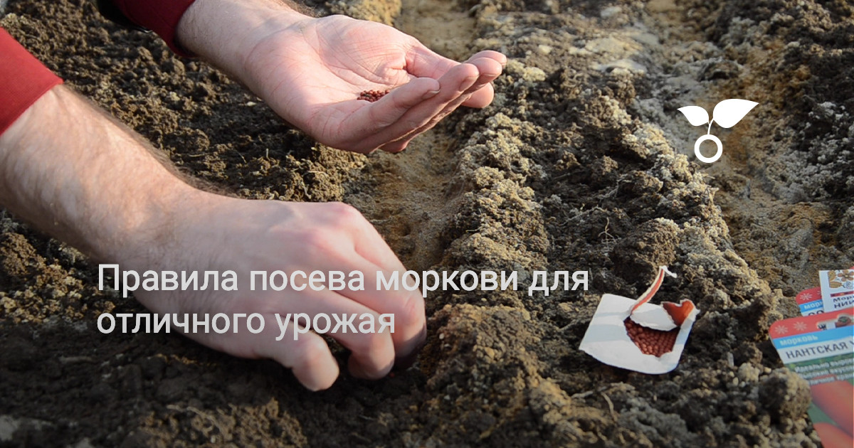 Правила посева моркови для отличного урожая