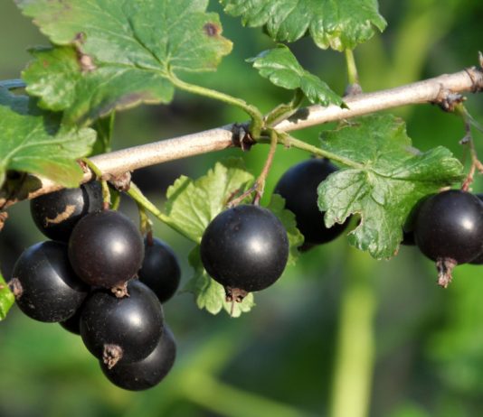 Уход за крыжовником и смородиной с ранней весны до первых морозов - Компания Август Уход за крыжовником и смородиной с ранней весны до первых морозов