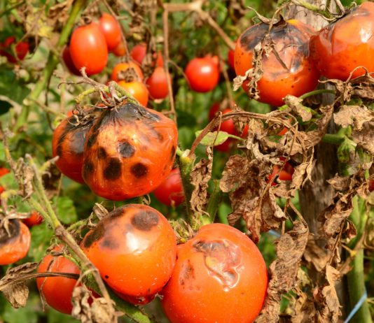 Всё, что вы хотели знать о грибных болезнях