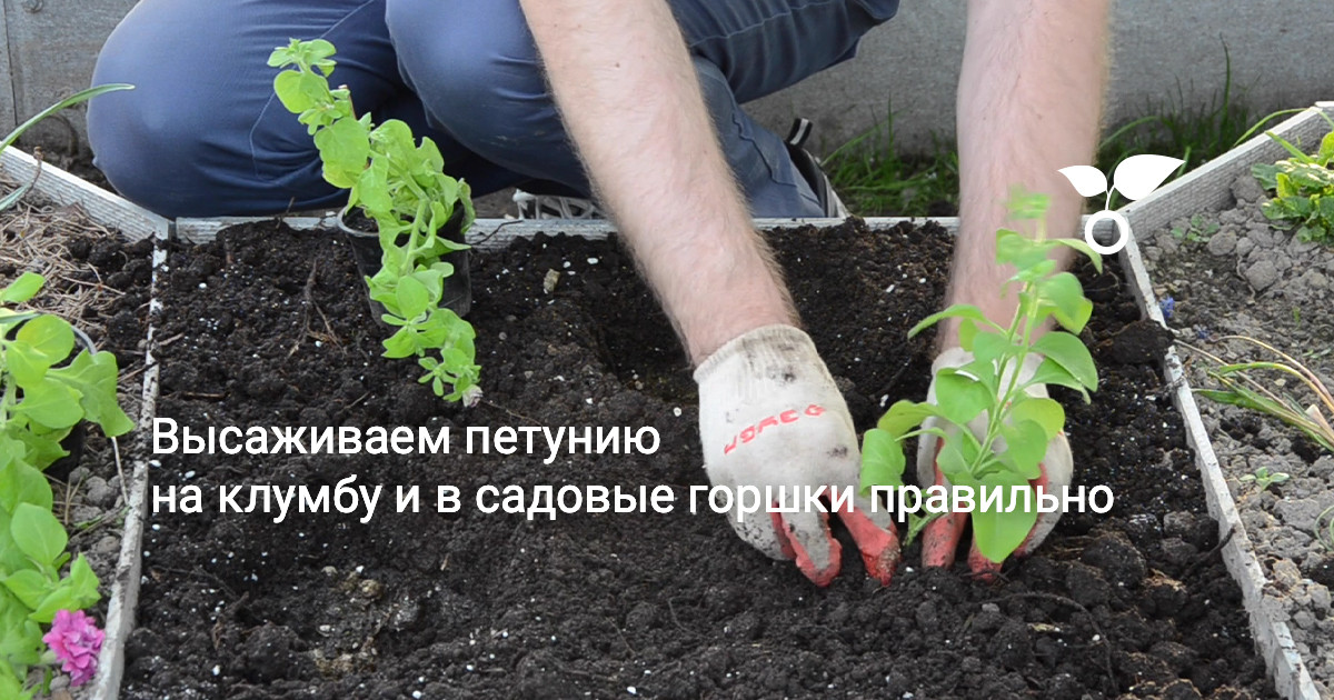 Высаживаем петунию на клумбу и в садовые горшки правильно