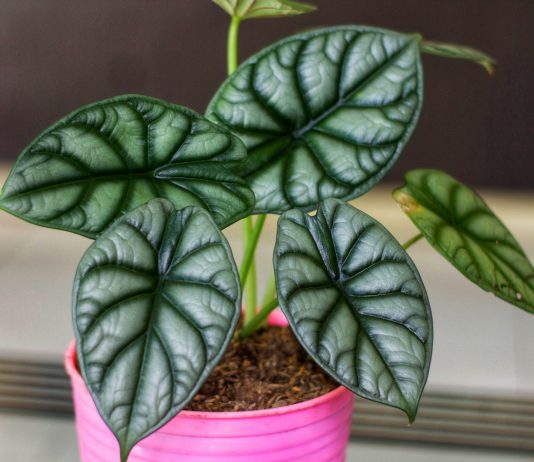 Алоказия — неимоверно эффектные листья в правильных условиях