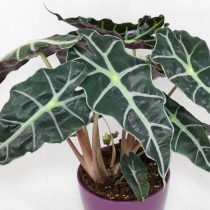 Алоказия Сандера (Alocasia sanderiana) Алоказия Сандера (Alocasia sanderiana)