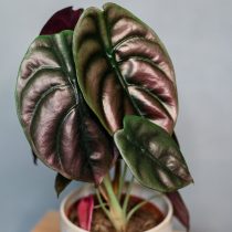 Алоказия медно-красная (Alocasia cuprea) Алоказия медно-красная (Alocasia cuprea)