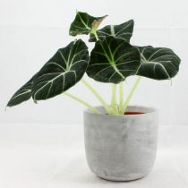 Алоказия (Alocasia), сорт «Черный вельвет» (Black Velvet) Алоказия (Alocasia), сорт «Черный вельвет» (Black Velvet)