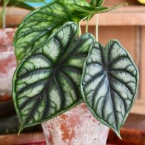 Алоказия (Alocasia), сорт «Дрэгон Скейл» (Dragon Scale) Алоказия (Alocasia), сорт «Дрэгон Скейл» (Dragon Scale)