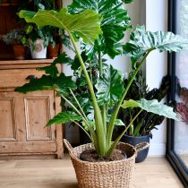 Алоказия (Alocasia), сорт «Портодора» (Portodora) Алоказия (Alocasia), сорт «Портодора» (Portodora)
