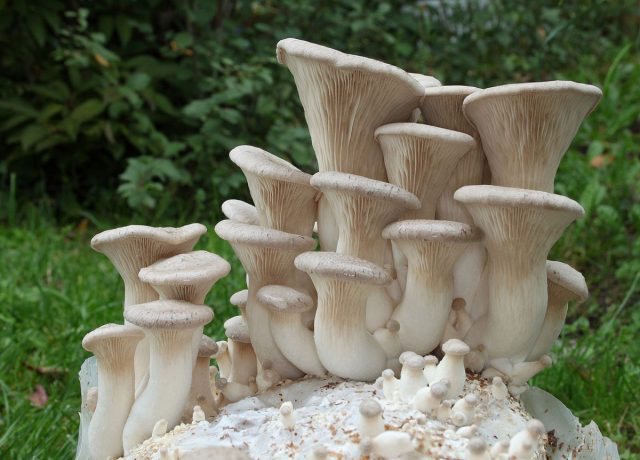 Вешенка королевская, или степная (Pleurotus eryngii) Вешенка королевская, или степная (Pleurotus eryngii)
