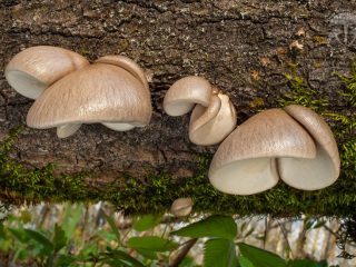 Вешенка покрытая (Pleurotus calyptratus) Вешенка покрытая (Pleurotus calyptratus)