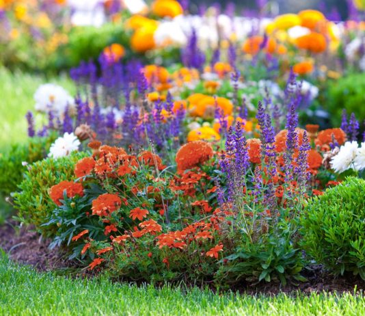 Клумба на солнечном участке