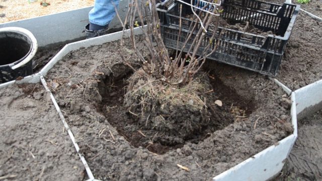 Как пересадить крупнолистную гортензию правильно