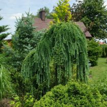 Европейская лиственница (Larix decidua), сорт «Пендула» (Pendula)