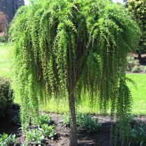 Европейская лиственница (Larix decidua), сорт «Репенс» (Repens)