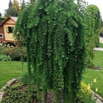 Лиственница японская (Larix kaempferi), сорт «Стиф випер» (Stiff Weeper)