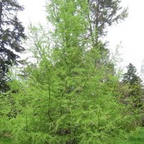 Лиственница сибирская (Larix sibirica) 