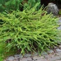 Лиственница американская, или восточная (Larix laricina), сорт «Аретуза Бог» (Arethusa Bog)