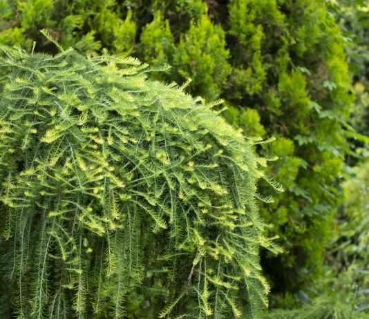 Какую лиственницу выбрать для сада и как за ней ухаживать?