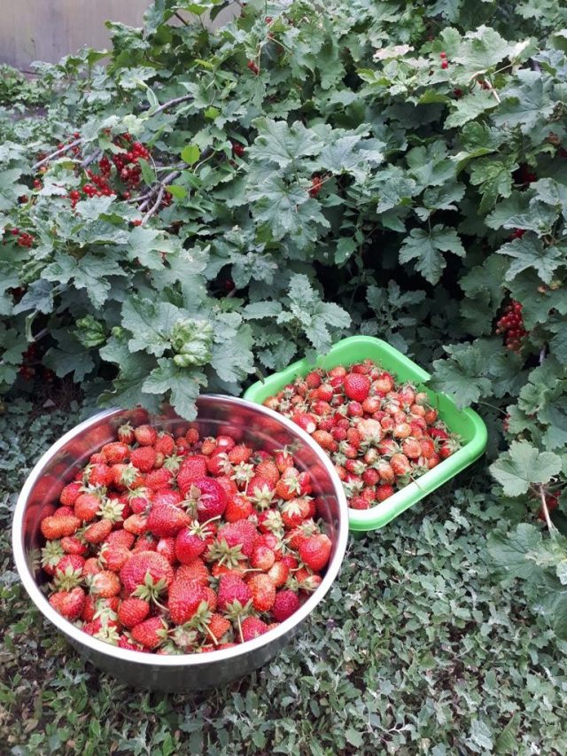 Урожай клубники