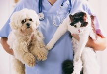 Обязательная вакцинация для домашних животных