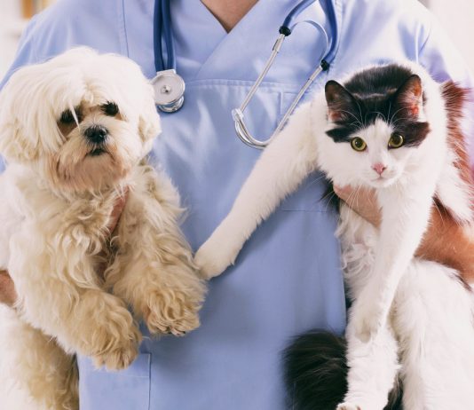 Обязательная вакцинация для домашних животных - Животные Обязательная вакцинация для домашних животных