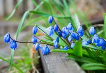 Пролеска — такая разная и всегда прекрасная