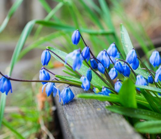 Пролеска — такая разная и всегда прекрасная - Цветник и ландшафт Пролеска — такая разная и всегда прекрасная