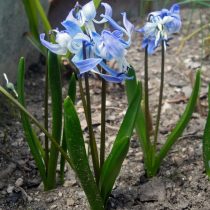 Пролеска Розена (Scilla roseni) 